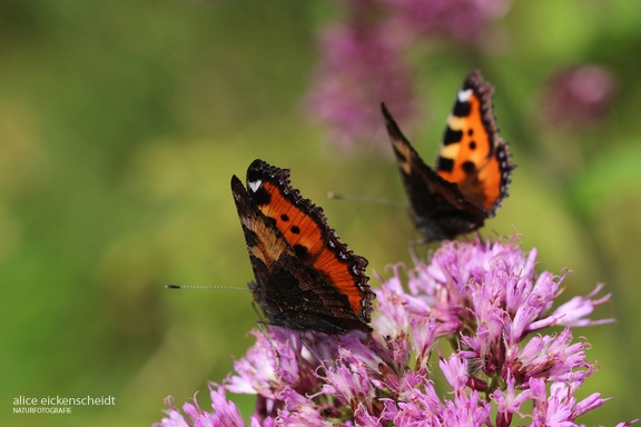 Kleiner Fuchs (Aglais urticae)